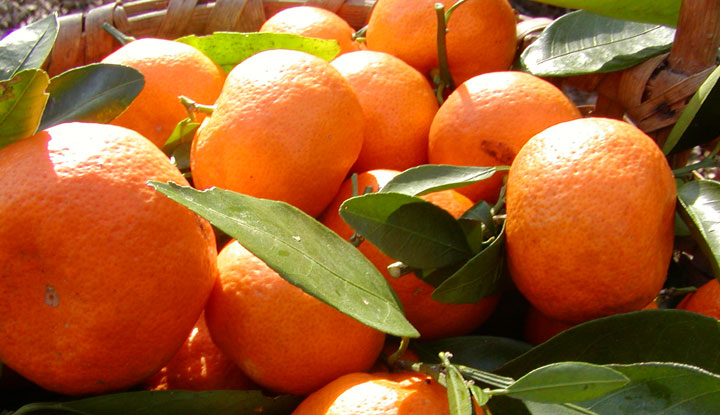 Fresh Organic Oranges from my Back Yard